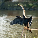 Darter bird