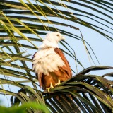 Brahminy Kite bird, Thazhuppu