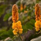 Flora en Kerala