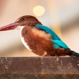 Small Blue Kingfisher