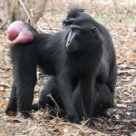 Pareja de Macacos Negros Crestados en Reserva Natural Tangkoko Batuangas