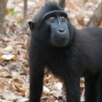 Macaco Negro Crestado en Reserva Natural Tangkoko Batuangas