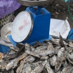 Pescado seco en el mercado semanal de Rantepao