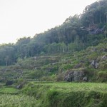 Arrozales en Batutumonga (Tana Toraja)